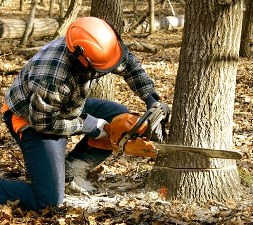 Tree Removal in New York Mills, MN